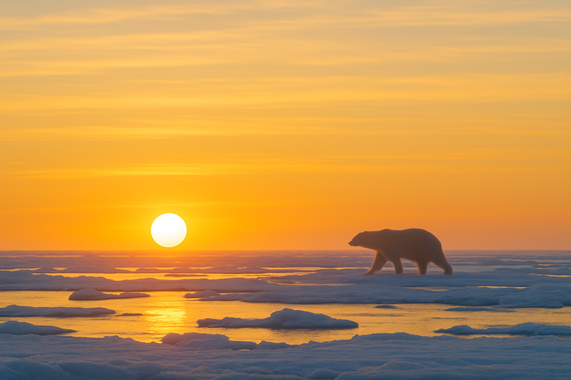 Sonnenuntergang über der Arktis mit schemenhaftem Eisbär in der Ferne